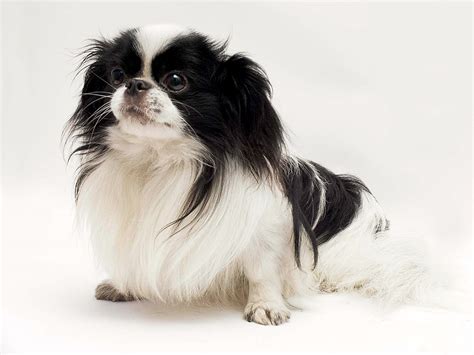 chin japonés|japanese chin toy.